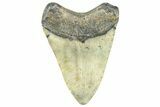 Fossil Megalodon Tooth - North Carolina #363717-1